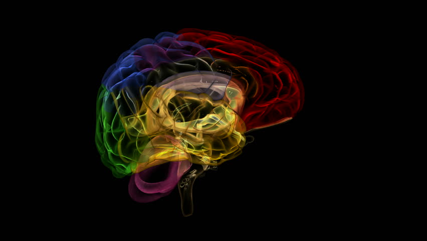 Looping Xray Brain Animation. With Alpha Matte. Isolated on Black