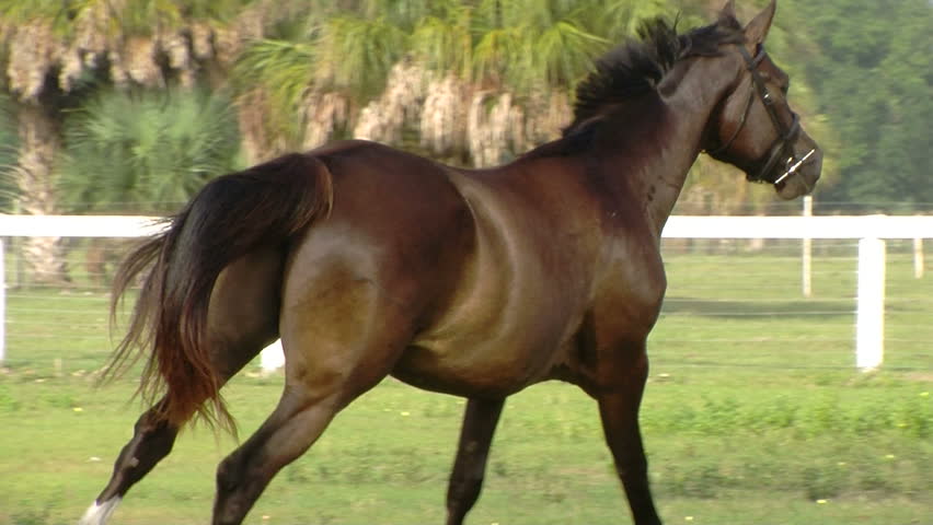 Trakehner sport horse Abailes GS galloping across an equestrian field at GoldenGael Farm. Camera follows as horse gallops away from the camera.