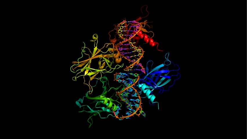 A ribbon model of molecules of protein p53 binding to a strand of DNA. The majority of human cancers involve mutations which make this protein inactive.