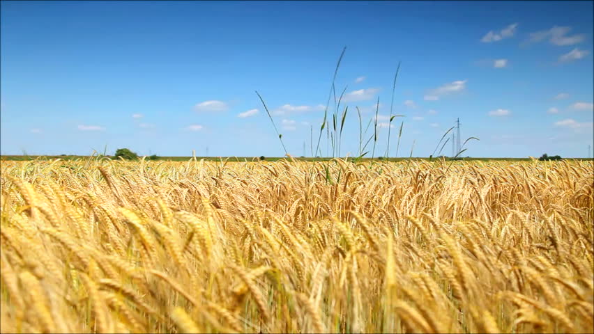 Corn Gold Wheat field and blue sky
