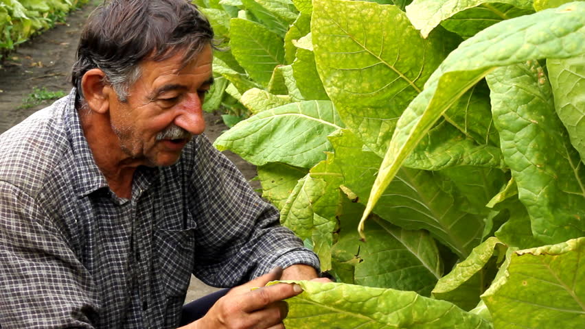 Farmer harvesting tobacco in the field