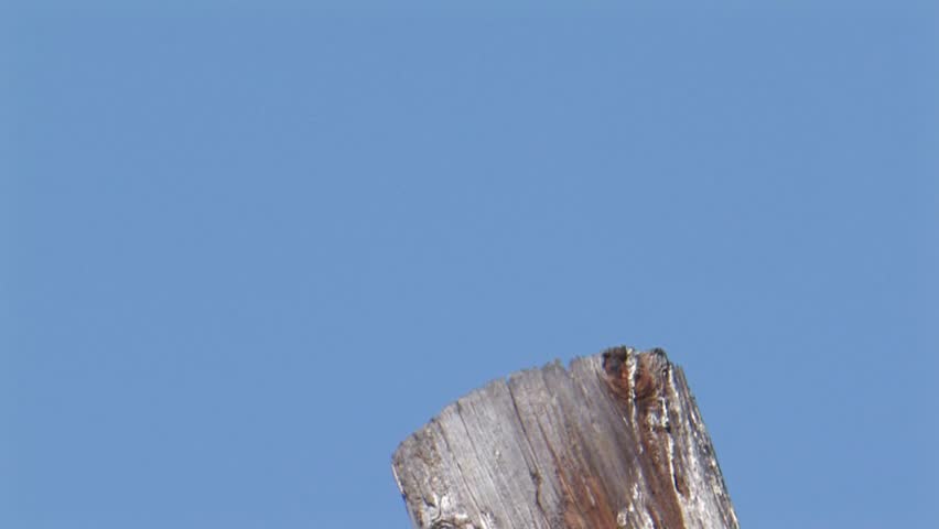 American Kestrel flying up to and landing on a utility pole.