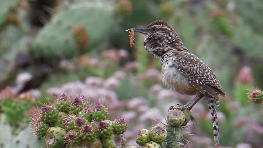 Cactus Wren (coastal race) perched on cactus with prey in its beak and calling.