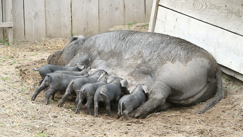 Young pigs eagerly eating on the mother sow as she lays on the ground. The piglets are fighting over her nipples for nourishment and food. Not yet weaned. Very large female pig sow. Farm.