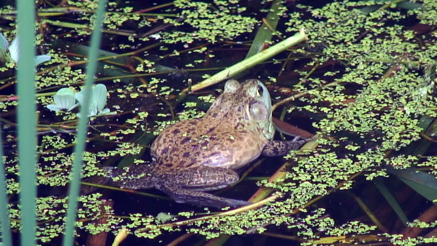 A bullfrog calls out. (with ambient sound)