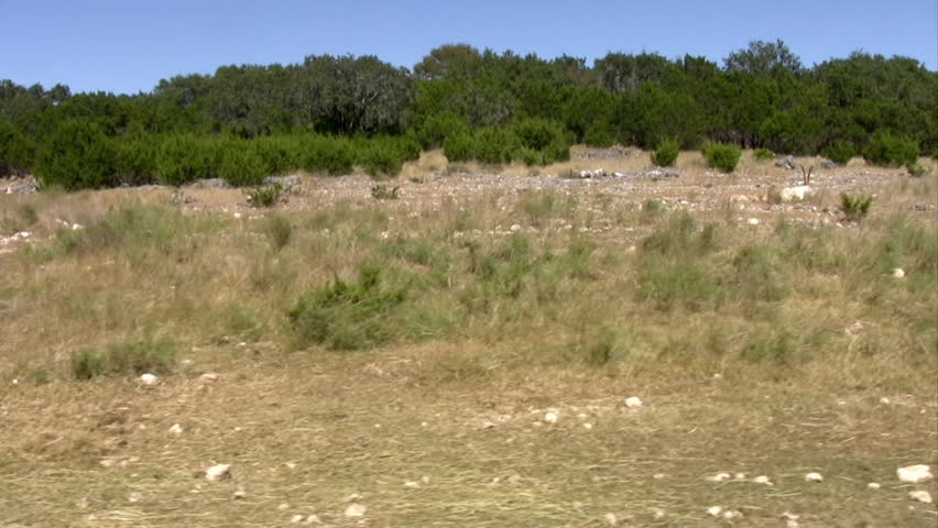Video of African Scimitar Horned Oryx. Standing feeding. Large animal highly endangered species. Vehicle shot so panning type view. Slight movement from camera due to vehicle movement
