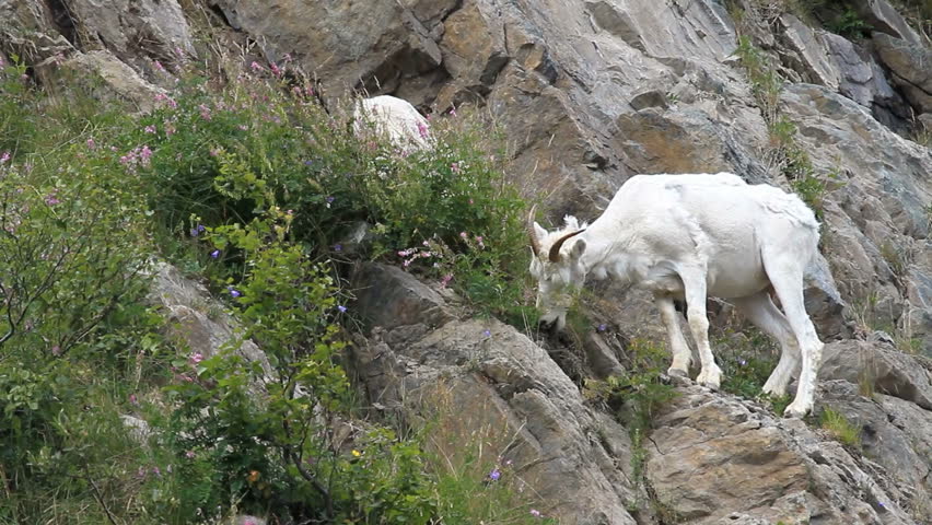 Dall sheep mother ewe on steep rocky mountain cliff and ledges near Anchorage Alaska. Along mountain in Turnagain Arm. Eating grass. Pure white wild sheep. Wildlife in the wild.
