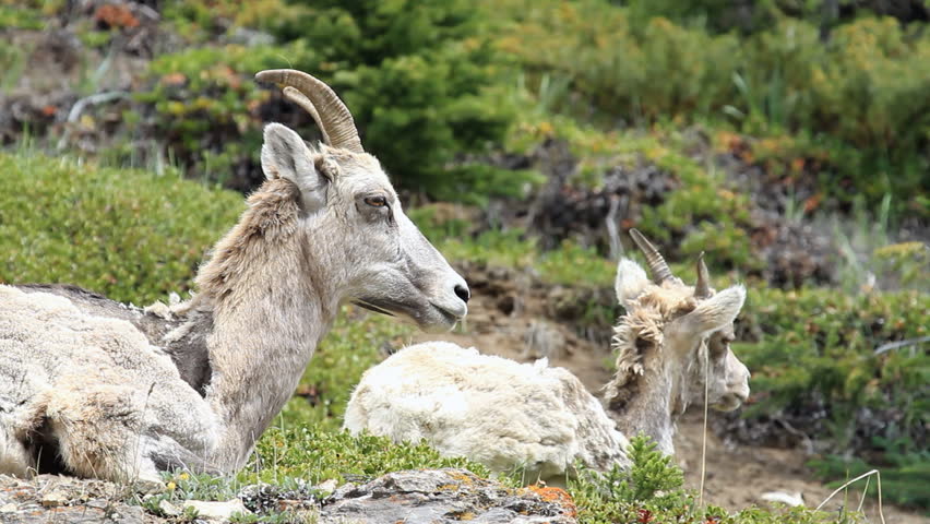 Female Bighorn sheep ewe and young lamb laying high on a rocky mountain cliff. Calmly watching. Shaggy hair from early summer shedding.