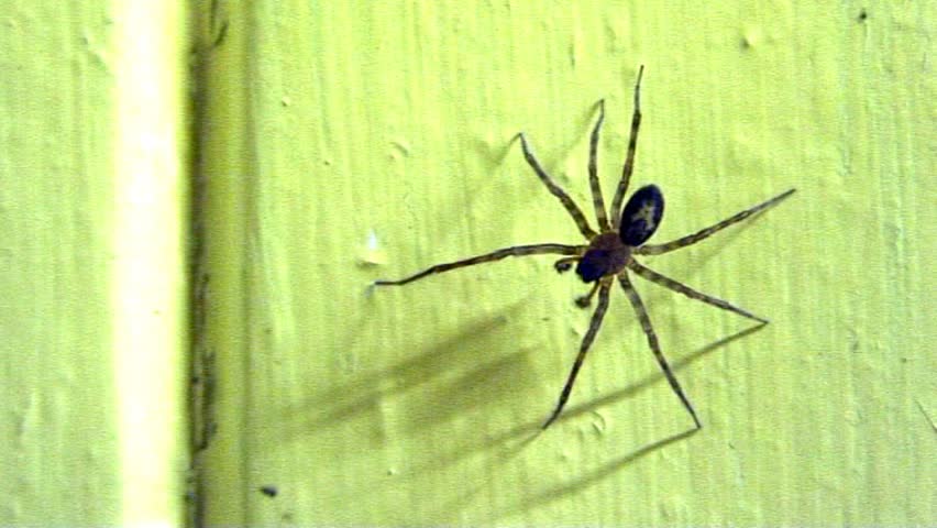 Black Spider