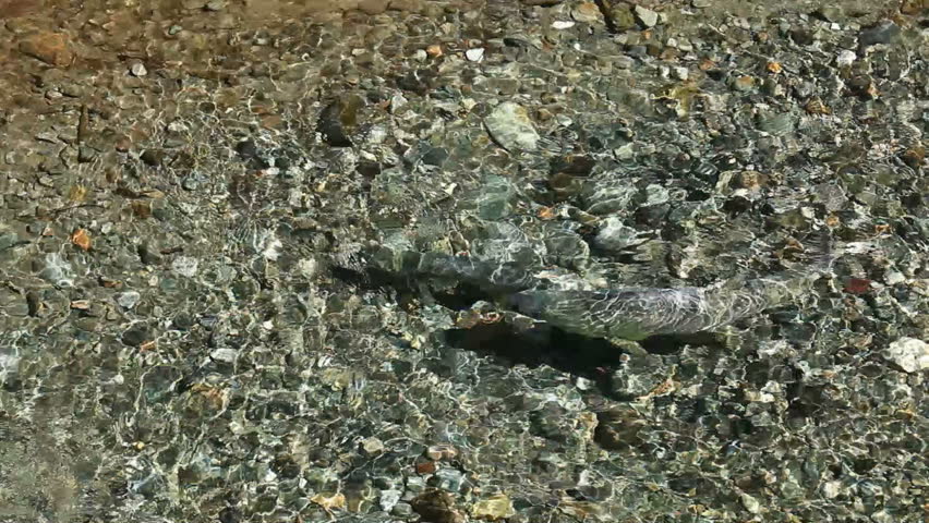 Salmon pair spawning in shallow gravel river near Hyder British Columbia. Male and female fish making a gravel bed then fertilizes eggs.
