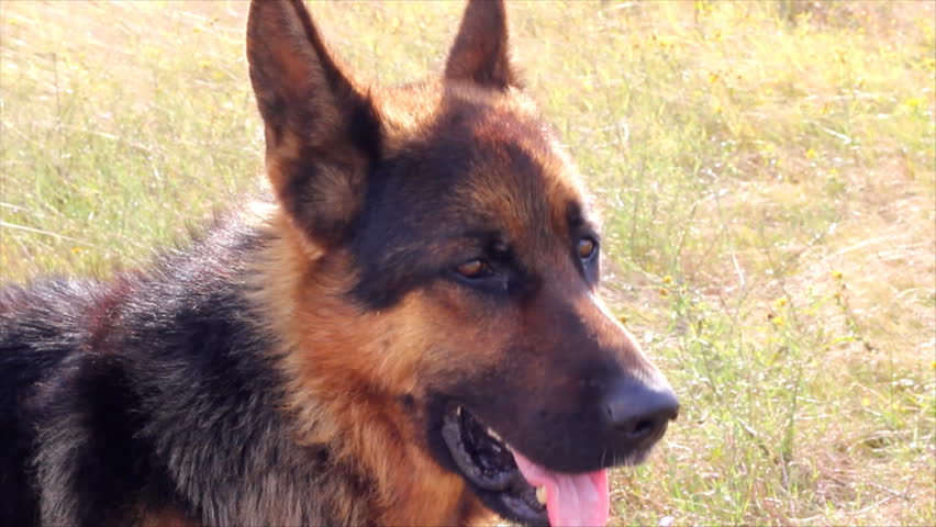 German Shepherd Dog