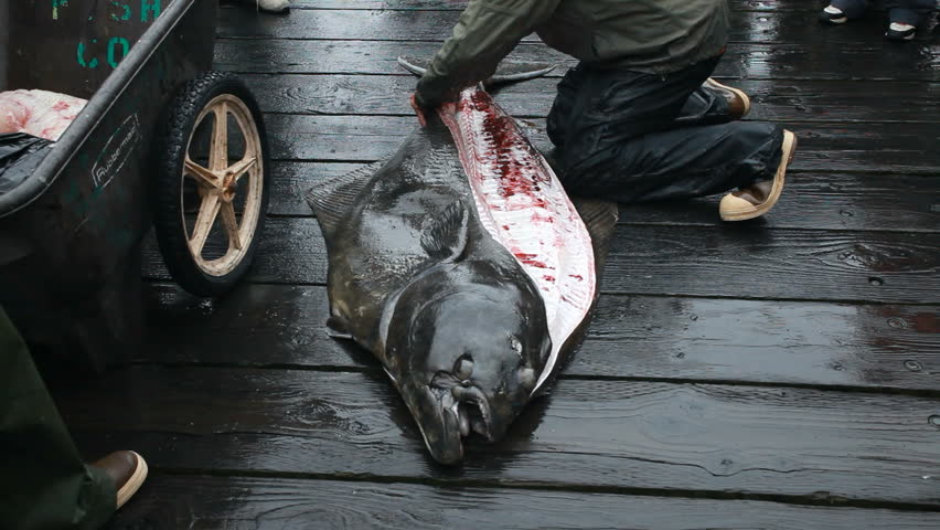 Halibut being cut, cleaned and filleted on a wooden dock or boardwalk in Seward, Alaska, Tropy size two hundred pound deep sea Halibut. Deck hand cutting fillets from sides of dead fish.