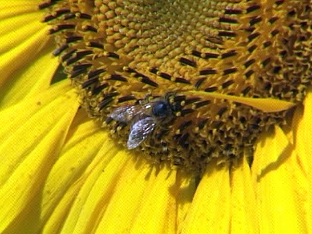 Close up of sunflower seed head, with two honey bees collecting pollen .