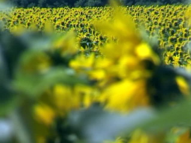 Tall, green stalks of sunflower with bright yellow seed heads on a sunny day.