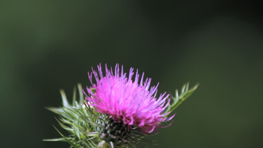 A Butterfly Landing On Thistle (Cirsium)