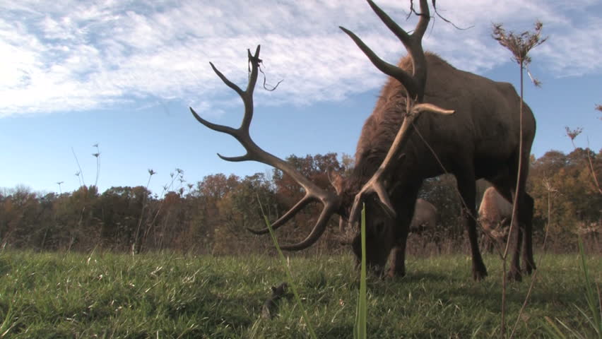 Elk Grazing, Low Angle 2