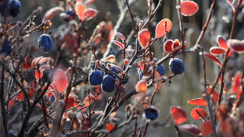 Autumn, tundra, berries