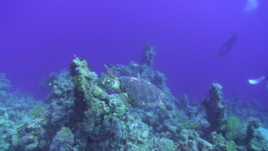 Hawksbill turtle (eretmochelys imbricata), swimming past a scuba diver taking a photograph of it. Red Sea, Egypt.