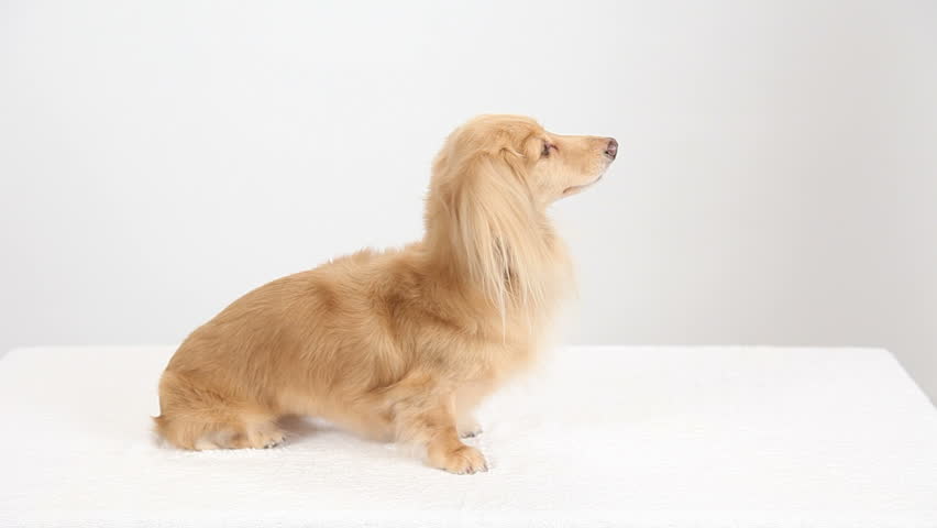 Dachshund be heard with a stethoscope to the woman