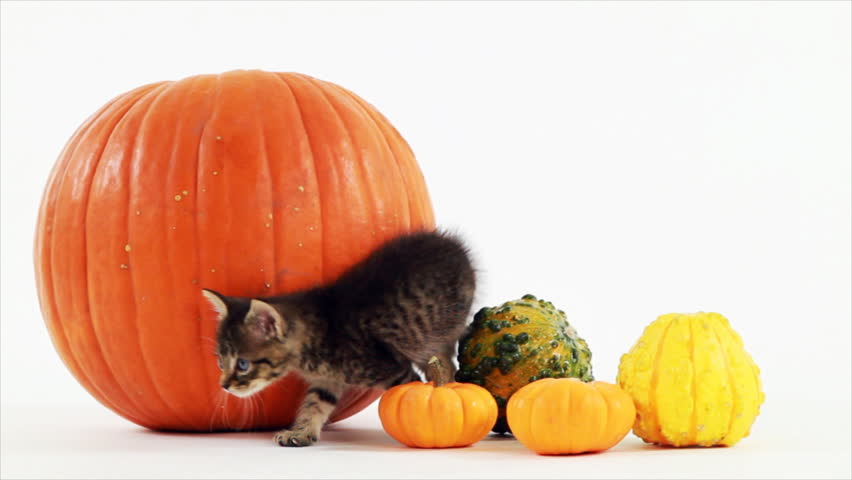 A very young kitten stands amongst some pumpkins and gourds, and then briefly scratches an itch. White backdrop