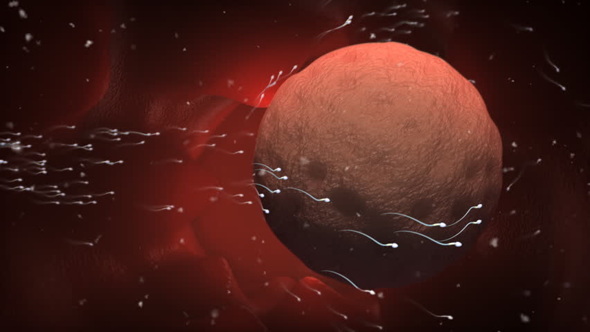 Group of sperms swimming around an egg in a womb