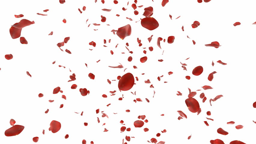 Falling rose petals - loopable - spinning camera with alpha
