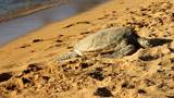 An endangered, Hawaiian Green Sea Turtle resting on a beach on the island of Oahu, Hawaii.