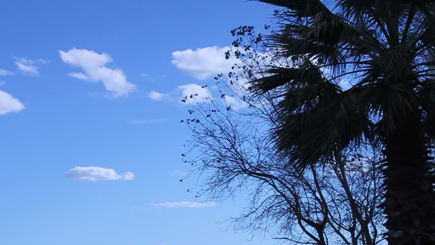 Palms trees and blue sky, a windy day 