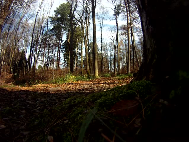 Mountain-biker driving through the forest