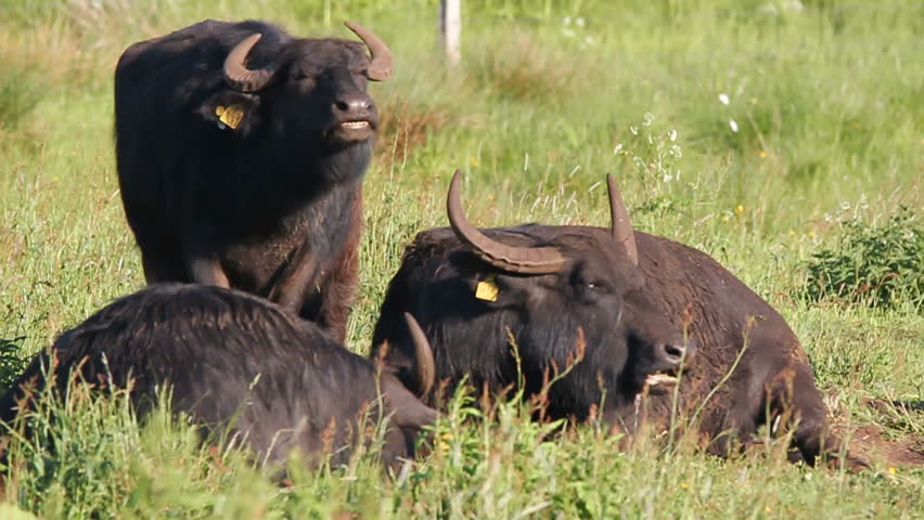 water buffalo resting between high grass in swamp area