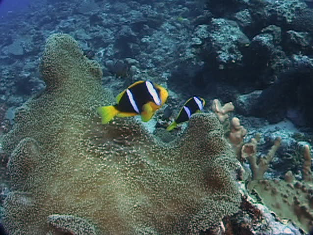 Pair Clark's Anemonefish on Host Anemone