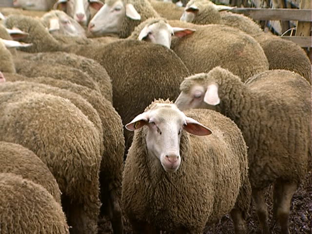 Sheep crowded together fill frame.