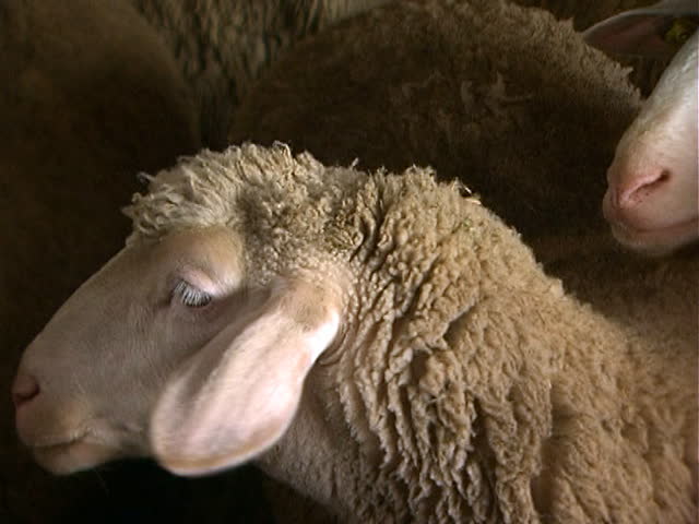 Closeup of a sheep's head with tag in her ear.