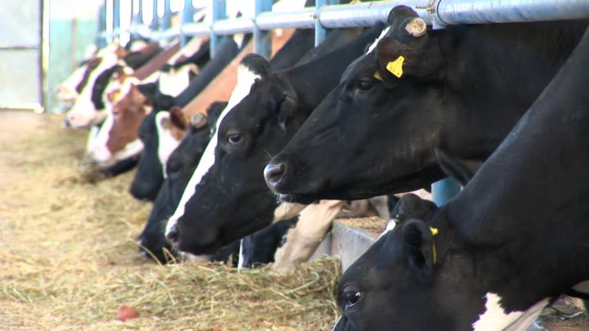 Cows on farm