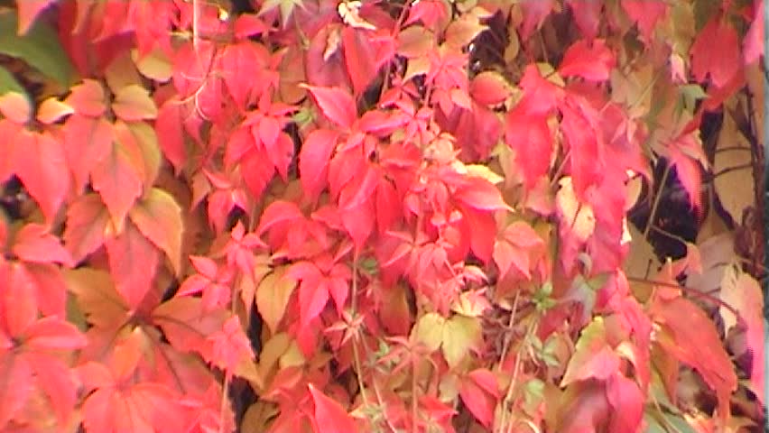 Texture of red leafs in autumn one, tripod, 16x9