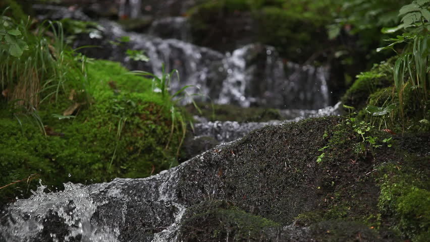 Forest river, environmental conservation