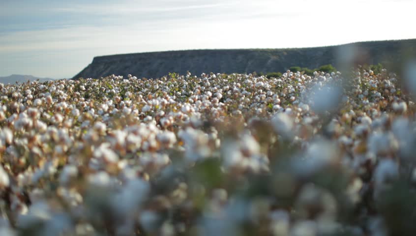 Tracking shot of cotton fields in Arizona with a rack focus to a close up of cotton.