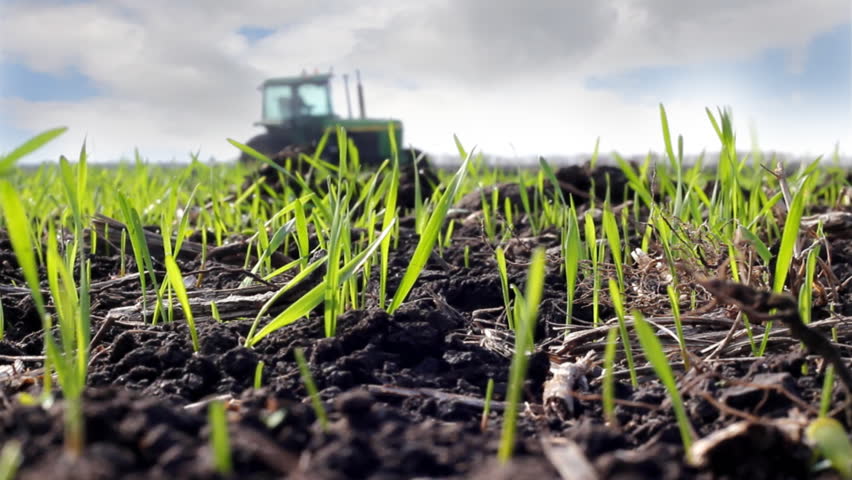 Wheat field and tractor plowing
