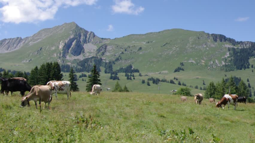 milky cows grazing in swiss mountain pasture