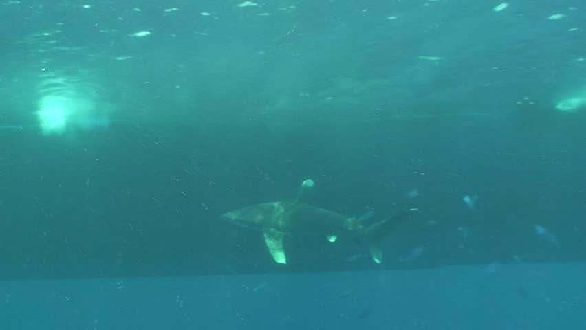 Oceanic whitetip shark (Longimanus) at Daedolus Reef Egypt