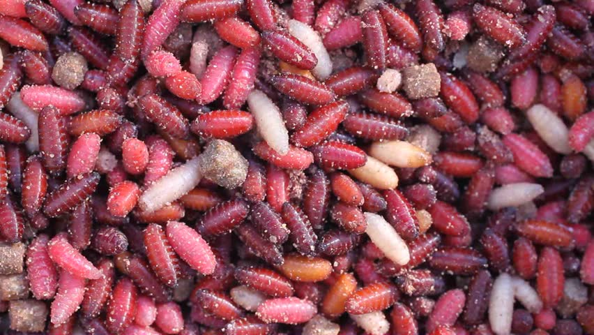 White and red maggots with some pupa as used by anglers to catch various fresh water species of fish.