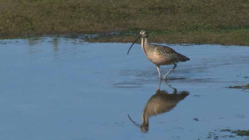 Long Billed Curlew Catching And Eating Prey