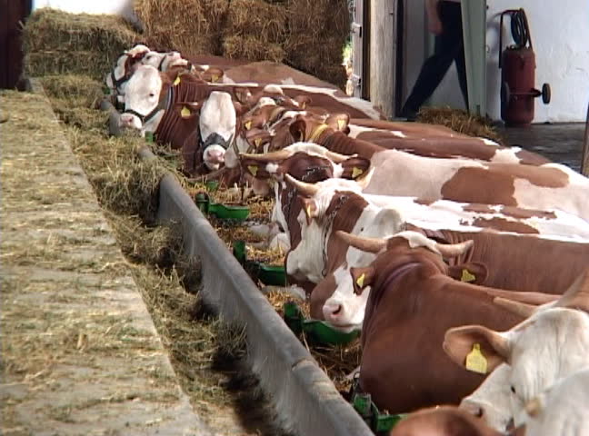 Large number of cows 