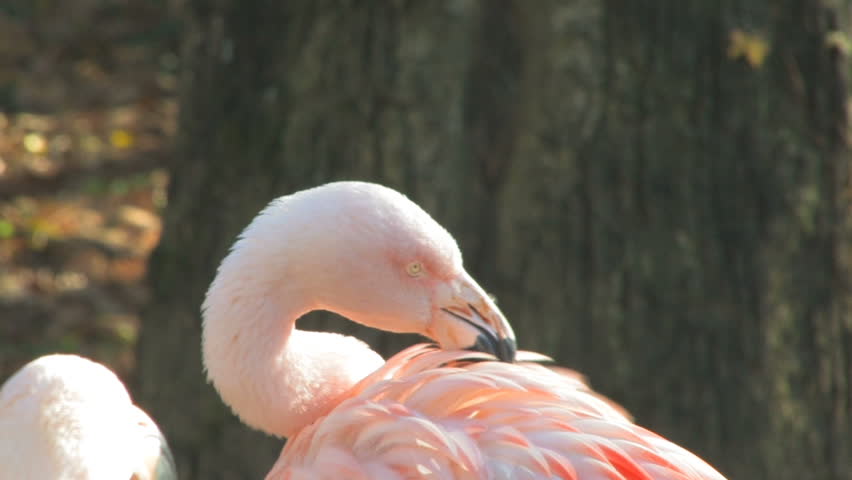 flamingo cleaning its feather with a beak
