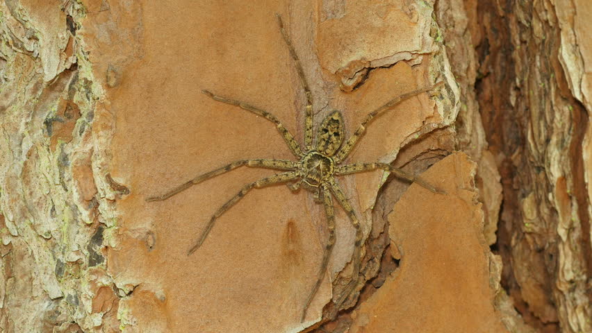 Header of Heteropoda