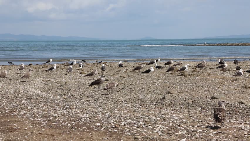 Header of dotterel