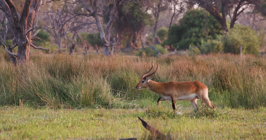 Header of lechwe