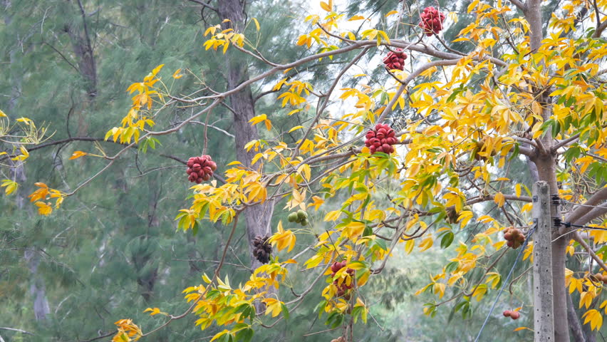 Header of Sterculia foetida