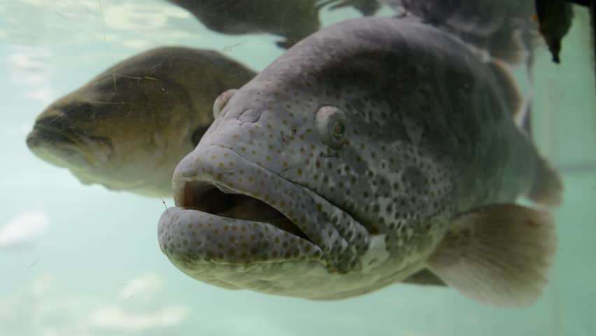 Animals with christmas lights