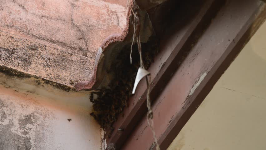 Bees Nest Under Roof Tiles Best Image Nikotub Com Bees Making Nest Under Tile Roof Hole In Home Stock Fooe